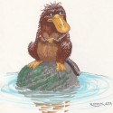 ornithorynque sur son caillou